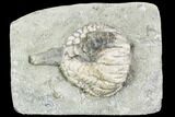 Unusual Crinoid (Forbesiocrinus) - Crawfordsville, Indiana #110594-1